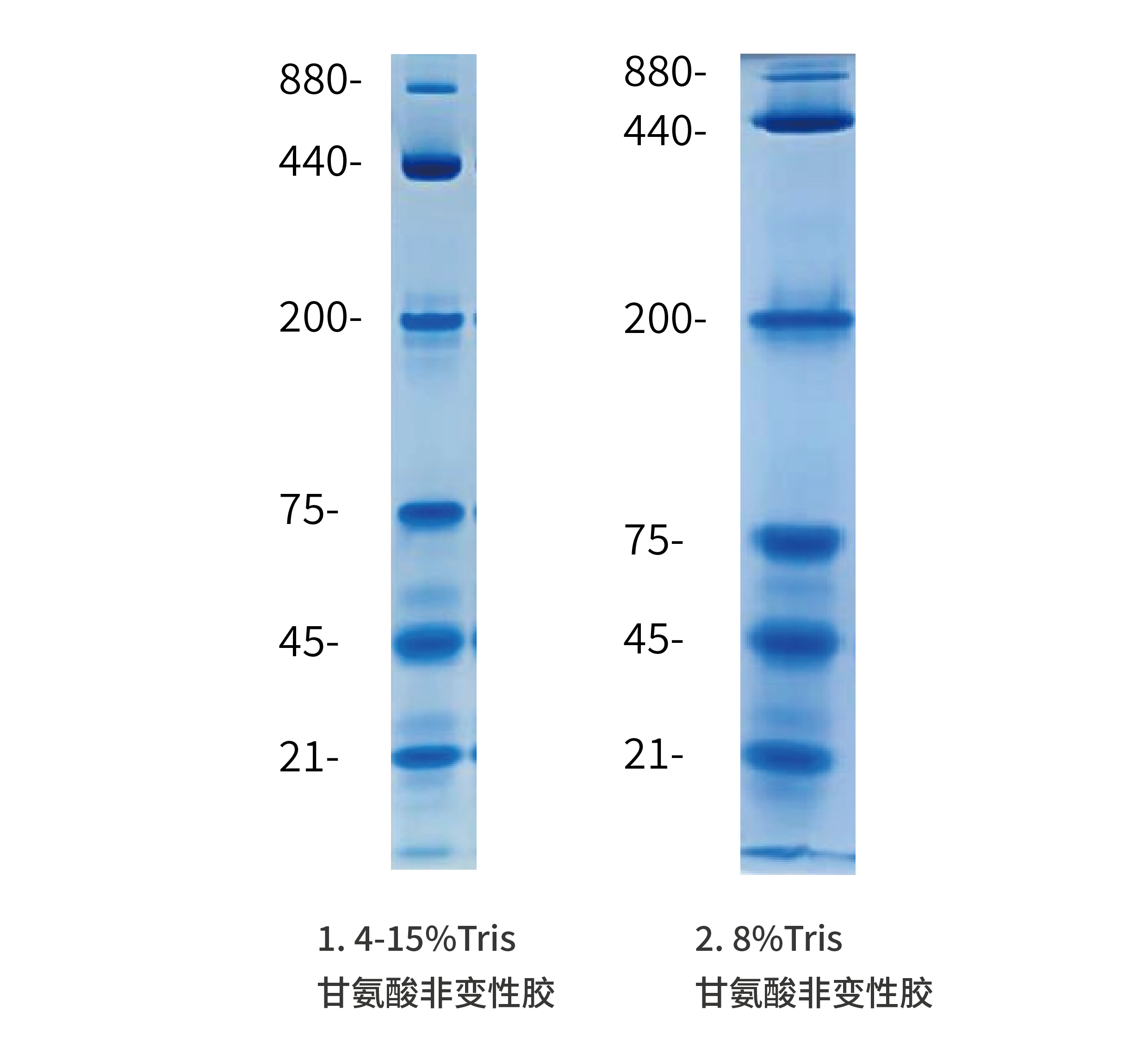 native (21-880 kD) 非变性电泳蛋白质Marker 凝胶电泳示例